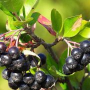 Арония черноплодная Надзея С1,5