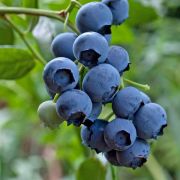 Голубика Осорно С1