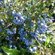 Голубика Нортланд С1