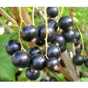 Смородина черная Пигмей С3