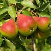 Груша Северянка Краснощекая С4 весна