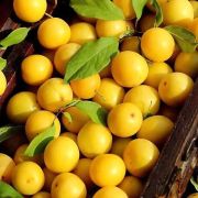 Алыча Мара С4