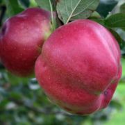 Яблоня Джумбо Пом С2