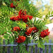 Рябина	Вкусная С4