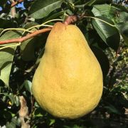 Груша NJО С2 весна