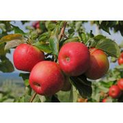 Яблоня Кармин Де Сосенвиль С2