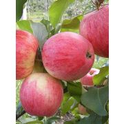 Яблоня полукарлик	Бельфлер Китайка С4 весна