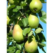 Груша Любимица Яковлева С4
