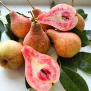 Груша Блютберн (Красномясая) С2 (весна)