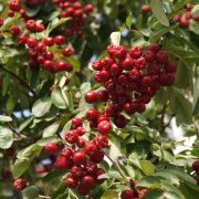 Рябина	Рубиновая С4