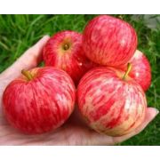 Яблоня Коричное Полосатое С4