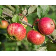 Яблоня Медуница С4