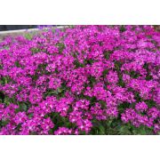 Арабис Ресничтатый Роуз Делайт Р9 весна