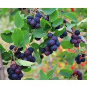 Ирга Тиссен С4