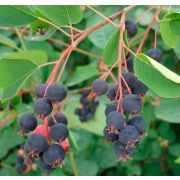 Ирга Смоуки С4