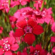 Гвоздика травянка Бриллиант Р9 весна