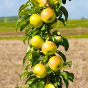 Яблоня Президент колоновидная С4