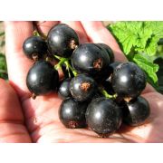 Смородина черная Черный жемчуг С5