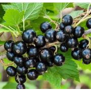 Смородина черная Ксюша С5