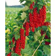 Смородина красная Ровада С3