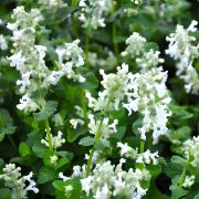 Котовник Вайт Клауд Р9