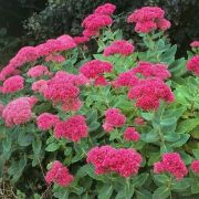 Очиток (седум) Бриллиант С2