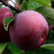 Яблоня Спартан С3