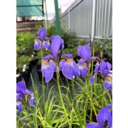 Ирис сибирский Персимон С2