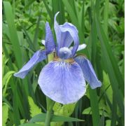 Ирис сибирский Харпсвил Хэйз С2