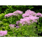 Василистник водосборолистный С2