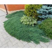 Можжевельник горизонтальный Вилтони С2