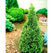Туя западная Смарагд ЗКС 3 год, 2л