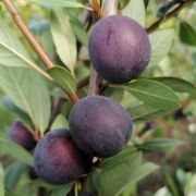 Сливово-вишневый гибрид Опата С2 весна