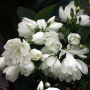 Чубушник Сноубелле С1,6