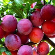 Алыча Вишневая С2
