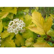 Пузыреплодник Лютеус золотой С2