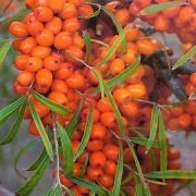 Облепиха Чуйская С2