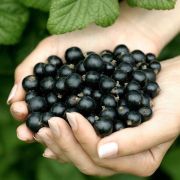 Смородина Титания С2