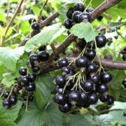 Смородина черная Селеченская-2  С 0,8