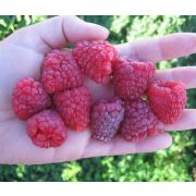 Малина рем. Бабье Лето-2 0,8л