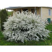 Спирея пепельная Грефшейм С2