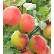 Груша Красуля С2