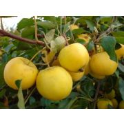 Яблоня Уральское наливное С2