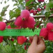 Яблоня Кузнецова 3-16 С3