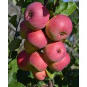 Яблоня Вэм Розовый С2 весна