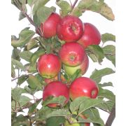 Яблоня полукарлик	Лигол С2