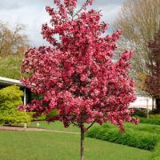 Яблоня Декоративная Роялти 2л