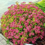 Спирея Японская Голдфлейм С2