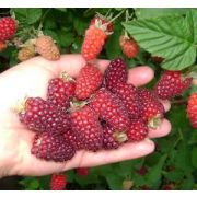 Ежемалина Медана 0,8