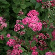 Спирея Зигунерблю 2л мяг.уп